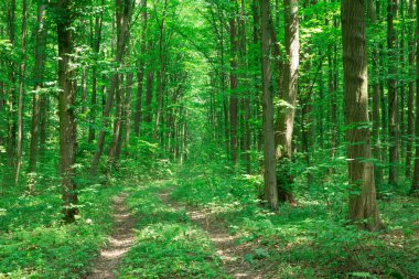Orman ağaçları. doğa yeşil ahşap güneş ışığı arka planı