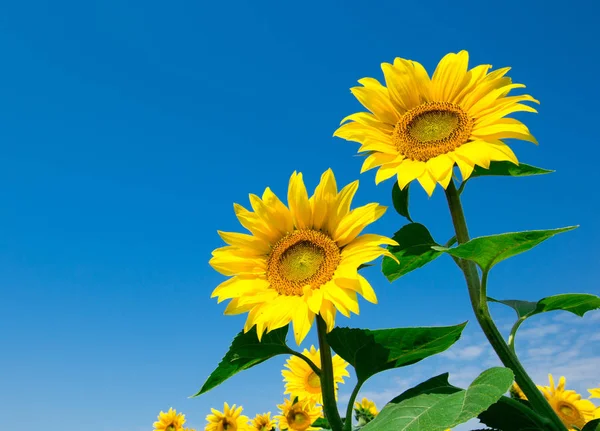 Zonnebloemenveld Met Bewolkte Blauwe Lucht — Stockfoto