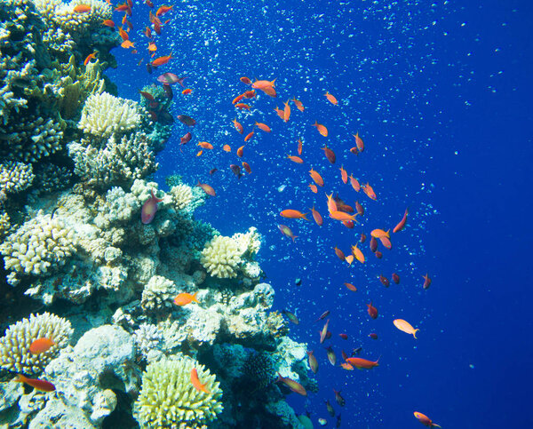 Спокойная подводная сцена с копировальным пространством