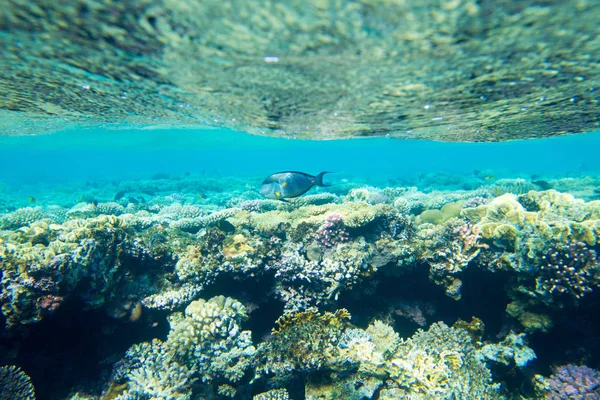 Tranquila Escena Submarina Con Espacio Para Copiar — Foto de Stock