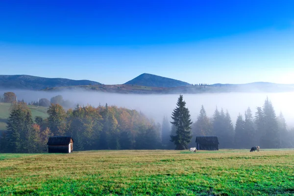 Cárpatos Montanha Ensolarada Paisagem — Fotografia de Stock