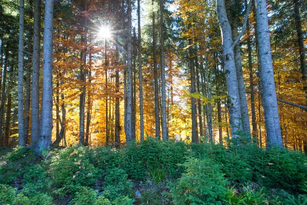 晴れた日の秋の森 — ストック写真