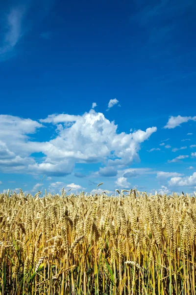 Goldenes Weizenfeld Und Sonniger Tag — Stockfoto