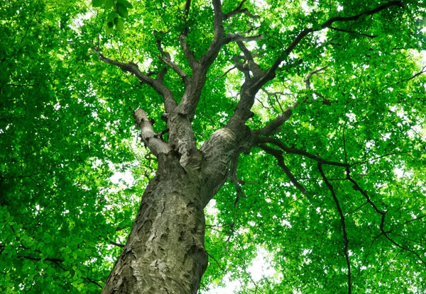 Lesní Stromy Příroda Zelené Dřevo Slunce Pozadí — Stock fotografie