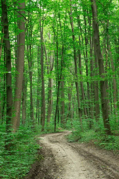 Bosbomen Natuur Groen Hout Zonlicht Achtergronden — Stockfoto