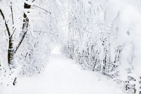 Vackra Vinter Skogen Och Vägen — Stockfoto