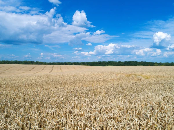 Gyllene Vetefält Och Solig Dag — Stockfoto