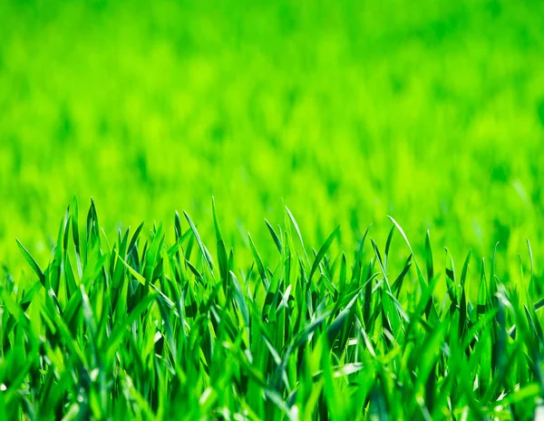 Grass Texture Field — Stock Photo, Image