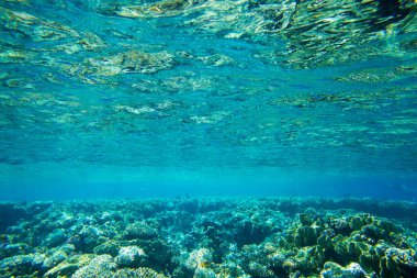 Kopya alanı olan sakin sualtı sahnesi