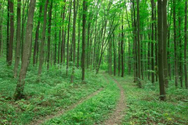 Orman ağaçları. doğa yeşil ahşap güneş ışığı arka planı