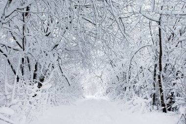 güzel kış orman ve yol