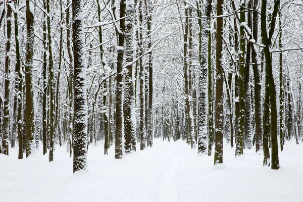 Mooie Winter Forest Weg — Stockfoto