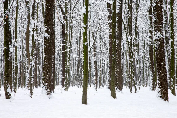 Gyönyörű Téli Erdő — Stock Fotó