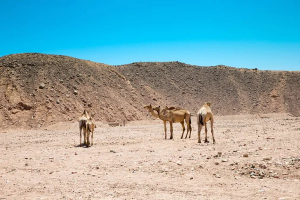 Motocyklu Safari Egypt Cestování Krásnou Dovolenou Motocyklu Safari Egypt Lidé — Stock fotografie