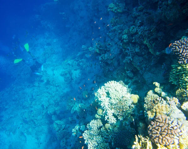 Tranquil Underwater Scene Copy Space — Stock Photo, Image