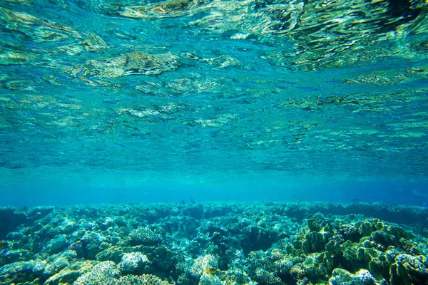 Scène Sous Marine Tranquille Avec Espace Copie — Photo