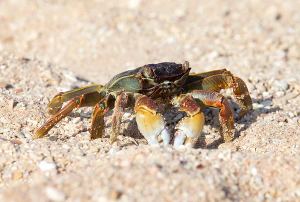 Crabe Sur Plage Gros Plan — Photo