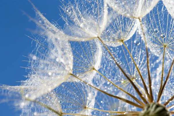 Makrofoto Von Löwenzahnsamen Mit Wassertropfen — Stockfoto