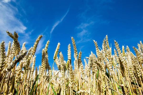 Goldenes Weizenfeld Und Sonniger Tag — Stockfoto