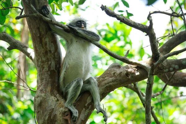 Czerwony Colobus Piliocolobus Kirki Monkey Obalonym Drewnie Las Jozani Zanzibar — Zdjęcie stockowe