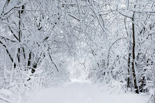 Vackra Vinter Skogen Och Vägen — Stockfoto