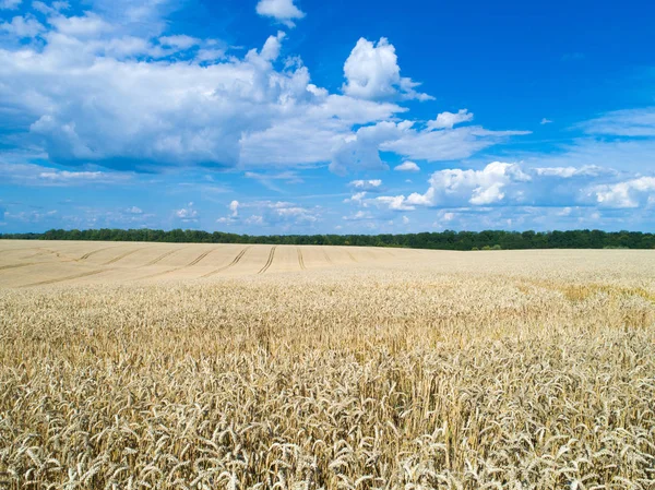 Golden Wheat Field Sunny Day — Stock Photo, Image