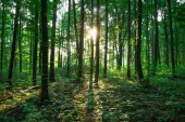 Erdőfák. természet zöld fa napfény hátterek