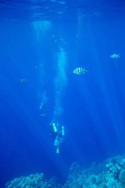 Tranquila Escena Submarina Con Espacio Para Copiar —  Fotos de Stock