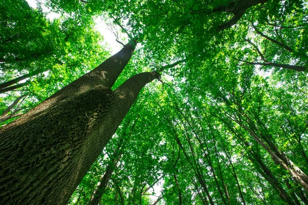 Waldbäume Natur Grün Holz Sonnenlicht Hintergründe — Stockfoto