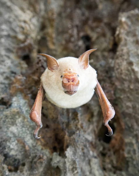 Vampirfledermäuse Schlafen Der Höhle Die Der Decke Hängt — Stockfoto