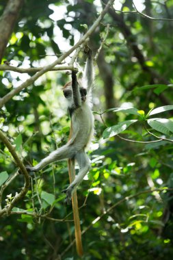 Kırmızı Colobus Piliocolobus Kirki maymunu devrilmiş odun, Jozani ormanı, Zanzibar, Tanzanya
