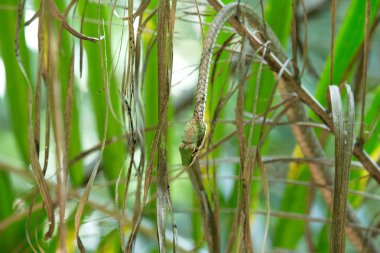 Yeşil yılan yeşil arka plan üzerine kaba