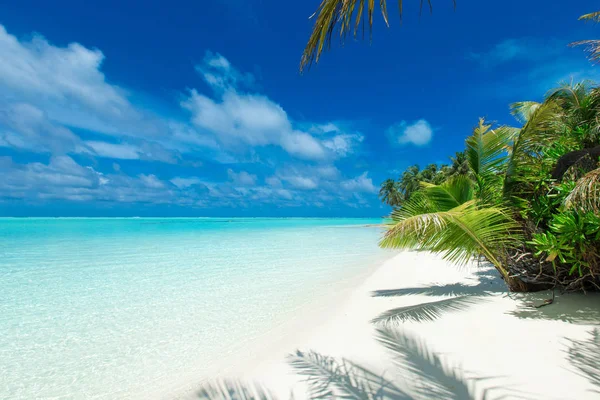 Île Tropicale Des Maldives Avec Plage Sable Blanc Mer — Photo
