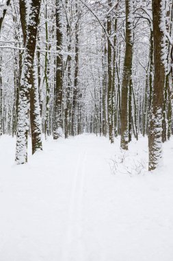 güzel kış orman ve yol