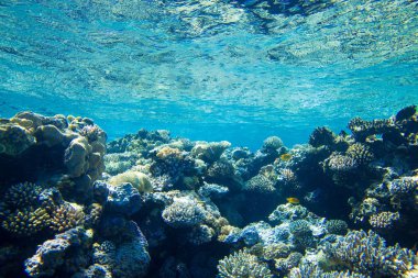 Kopya alanı olan sakin sualtı sahnesi