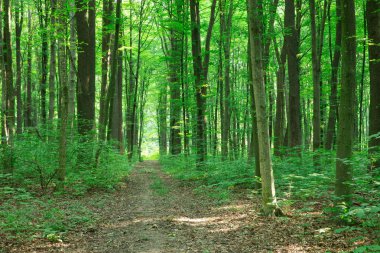 Orman ağaçları. doğa yeşil ahşap güneş ışığı arka planı