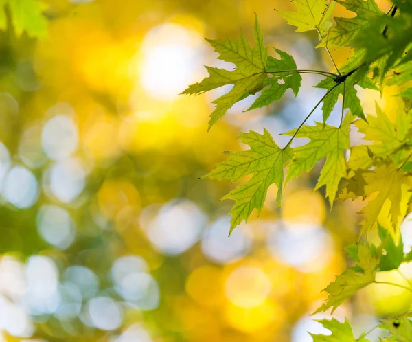 Autumn Leaves Sunny Day — Stock Photo, Image