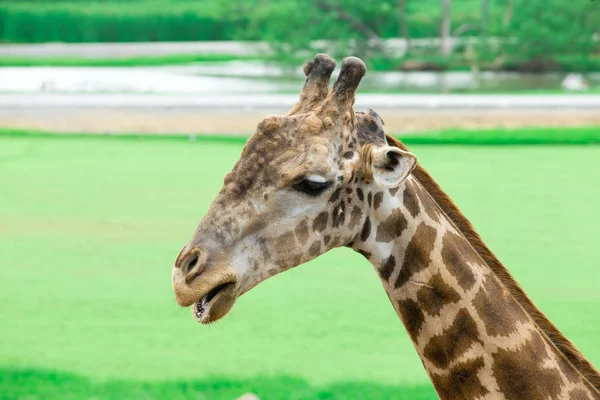 Zblízka Portrét Žirafy — Stock fotografie