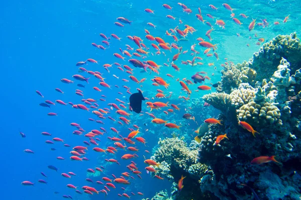 Scène Sous Marine Tranquille Avec Espace Copie — Photo