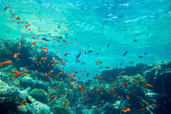 Ruhige Unterwasserszene Mit Kopierraum — Stockfoto