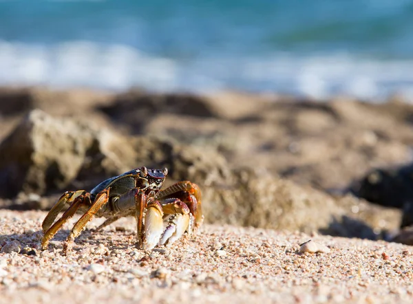 crab on beach, close up view