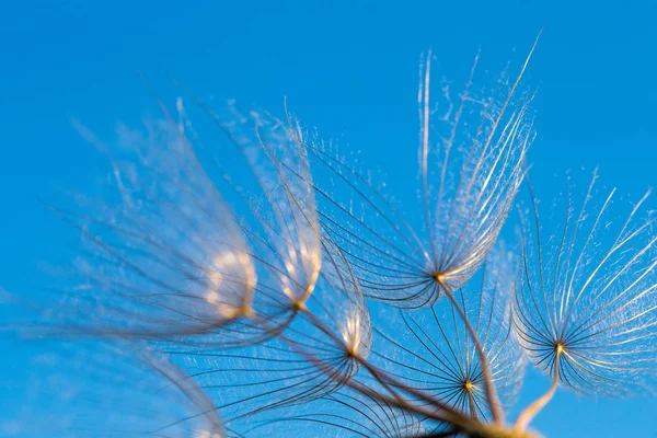 Löwenzahnsaat Hautnah Vor Blauem Hintergrund — Stockfoto