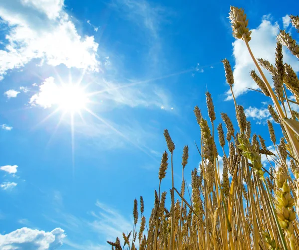 黄金の麦畑と晴れた日 — ストック写真