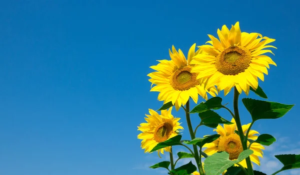 Sonnenblumenfeld Mit Wolkenlosem Blauem Himmel — Stockfoto