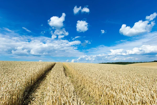 Golden Wheat Field Sunny Day — Stock Photo, Image