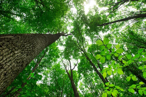 Leśne Drzewa Natura Zielone Drewno Sunlight Tła — Zdjęcie stockowe