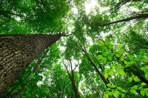 Лесные деревья. природа зеленая древесина солнечный свет фон