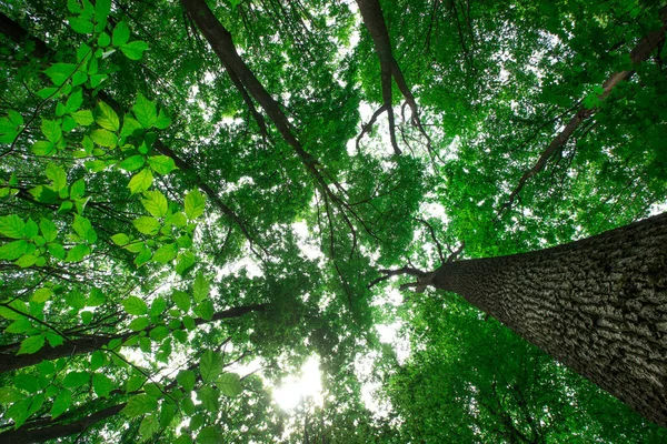 Florestas Natureza Verde Madeira Fundos Luz Solar — Fotografia de Stock