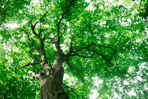 Leśne Drzewa Natura Zielone Drewno Sunlight Tła — Zdjęcie stockowe