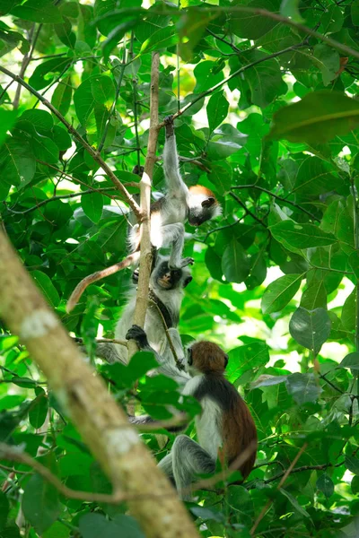 Czerwony Colobus Piliocolobus Kirki Monkey Obalonym Drewnie Las Jozani Zanzibar — Zdjęcie stockowe